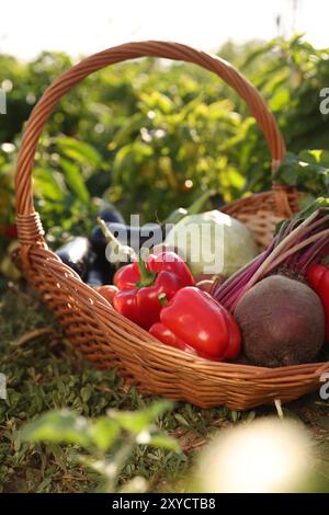 Diverse verdure fresche nel cestino di vimini in campo nelle giornate di sole Foto Stock