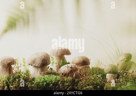 Composizione con funghi boletus edulis modificabili su muschio verde o erba isolata su fondo studio color beige pastello. Primo piano su por bianca commestibile selvatica Foto Stock