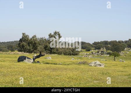 Paesaggio Alentejo con ulivo e fiori gialli in Portogallo Foto Stock