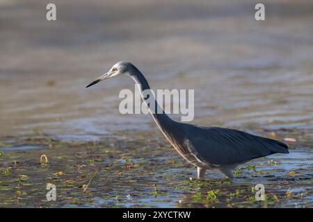 Un singolo Heron dalla faccia bianca, in modalità stealth, sta attraversando la palude intorno al lago Dunn ad Aramac, in Australia, alla ricerca di prede. Foto Stock