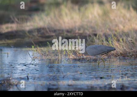 Un singolo Heron dalla faccia bianca, in modalità stealth, sta attraversando la palude intorno al lago Dunn ad Aramac, in Australia, alla ricerca di prede. Foto Stock