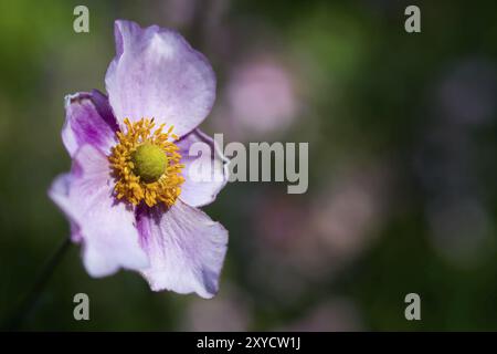 Primo piano di un anemone autunnale rosa pallido con Lensbaby Foto Stock