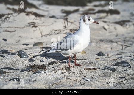 Seagull sulla spiaggia sabbiosa di zingst. Primo piano dell'uccello Foto Stock