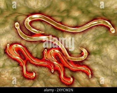 Vista microscopica della verme. Il verme è un nematode parassitario che vive nell'intestino tenue del suo ospite, che può essere un mammifero come un cane, Foto Stock