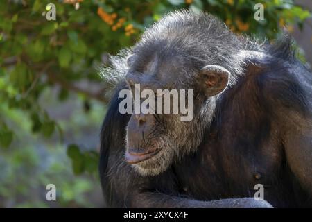 Seduta di scimpanzé in un zoo Foto Stock