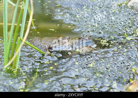 Laubfrosch (Rana temporaria) Foto Stock