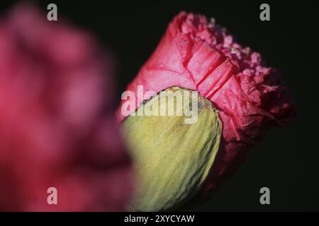 Poppy in rosa Foto Stock