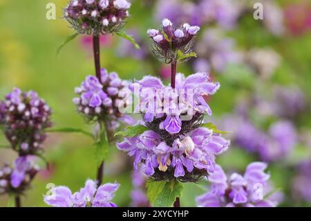 Brandkraut, Phlomis maximowiczii, Phlomis maximowiczii un fiore di campo viola Foto Stock