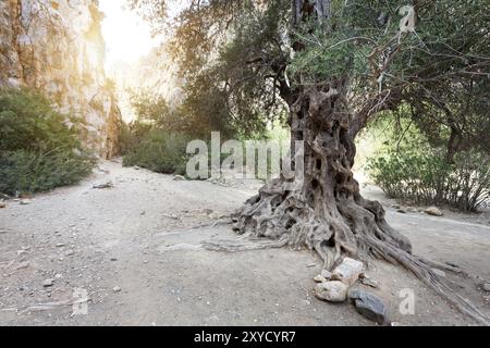 Olivo nella Gola di Agiofarango, Creta, Grecia, Europa Foto Stock