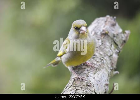 Greenfinch che cerca cibo. Verdaino europeo su un albero Foto Stock