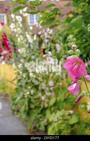 Un fiore rosa in primo piano, fiori sfocati e una casa gialla sullo sfondo, fascino rurale, svaneke, bornholm, Mar baltico, danimarca, scandinavi Foto Stock