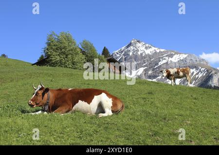 Bestiame Fleckvieh nell'Oberland Bernese, montagna Foto Stock