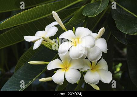 Mazzetto di frangipani su un albero Foto Stock