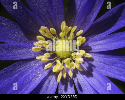 Anemone Foto Stock