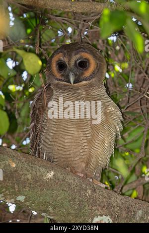 Brown Wood-Owl, Surrey Estate Bird Sanctuary, Sri Lanka, febbraio 2019 Foto Stock