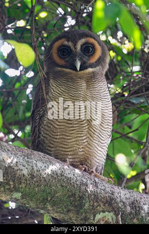 Brown Wood-Owl, Surrey Estate Bird Sanctuary, Sri Lanka, febbraio 2019 Foto Stock