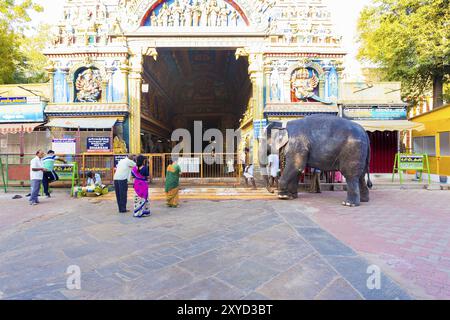 Madurai, India, 19 febbraio 2015: I fedeli indù si inchinano a un grande elefante residente che entra all'ingresso del tempio Meenakshi Amman nel mese Foto Stock