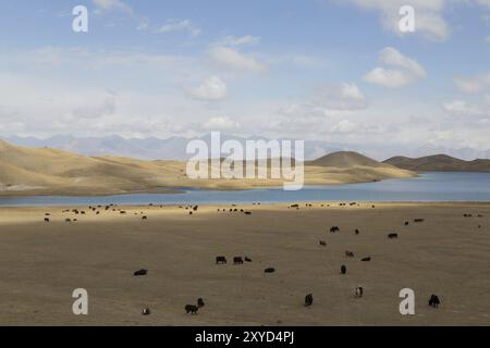 Una mandria di yak al pascolo presso il lago Tulpar vicino a Sary-Mogul nel Kirghizistan meridionale Foto Stock