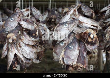 Le teste di pesce si sono appese all'asciutto nelle isole Lofoten, Norvegia, Europa Foto Stock