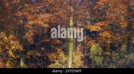 La foresta di faggi la Grevolosa in Catalogna, i colori autunnali degli alberi decidui nel bioma della foresta di latifoglie del nord Foto Stock
