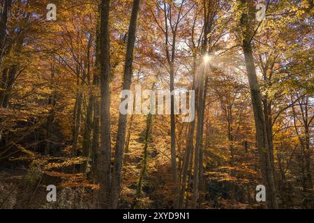 Scena autunnale con la luce del sole che filtra attraverso il baldacchino degli alberi, la Grevolosa Beech Forest, Catalogna Foto Stock