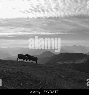 Mattina d'estate nelle Alpi svizzere. Due mucche sulla cima del monte Rigi e delle catene montuose Foto Stock