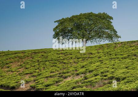 Un albero solitario su una collina in una piantagione di tè, completamente circondato da piantagioni di tè Foto Stock