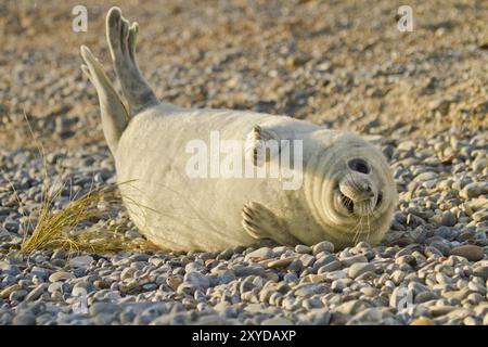 Giovane foca grigia che gioca sulla spiaggia di ciottoli Foto Stock