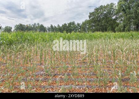 Danni agricoli siccità in piante di mais che asciugano in estate Foto Stock