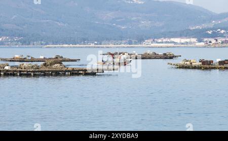 Barca a vela tra i lettini di cozze chiamati bateas. Paesaggio marino. Rias Baixas, Galizia, Spagna, Europa Foto Stock