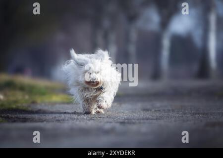 Un piccolo cane bianco corre verso la telecamera Foto Stock