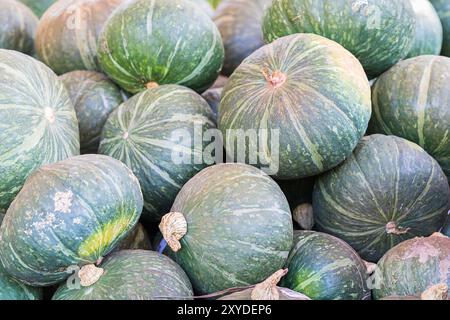 Grappolo di zucche di verde per la vendita in azienda agricola biologica in vendita per essere utilizzati come decorazioni di caduta Foto Stock