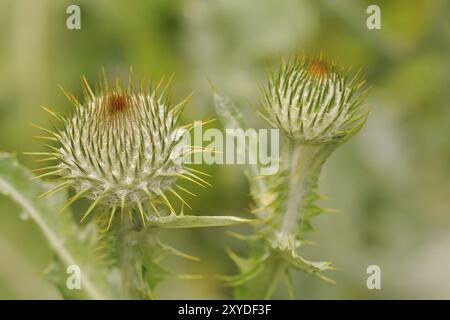 Fior di Cardo, primo piano, cardo di cotone, Cardo, Cirsium eriophorum, Onopordum acanthium, Thistle di cotone, tistello di cotone Foto Stock