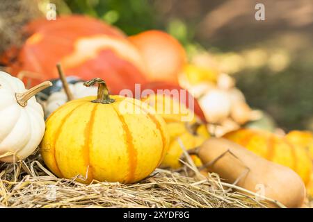 Vario assortimento di zucche, un mazzetto di zucche la parte superiore di una balla di fieno in azienda agricola biologica in vendita per essere utilizzati come decorazioni di caduta Foto Stock