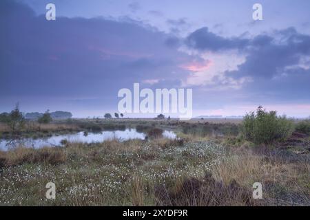 Tramonto sulla palude in estate, Fochteloerveen, Drenthe, Frisia, Paesi Bassi Foto Stock