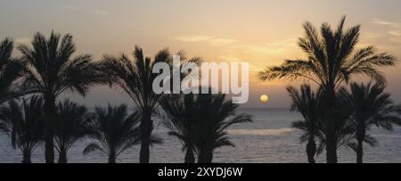 Paesaggio al tramonto sullo sfondo silhouette di palme e mare con il cielo e le nuvole in Egitto Foto Stock