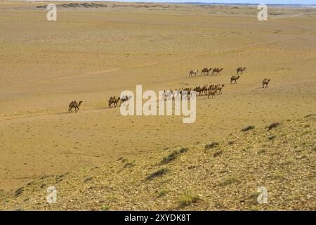 Angolo di Alta Vista della grande mandria di doppia gobba bactrian cammelli che vagano per il deserto dei Gobi in Mongolia Foto Stock