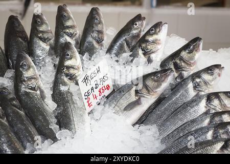 Appena catturati spigola su ghiaccio Foto Stock