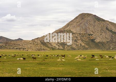 Capre, pecore e agnelli pascolano sull'erba steppa mongola in Mongolia rurale Foto Stock