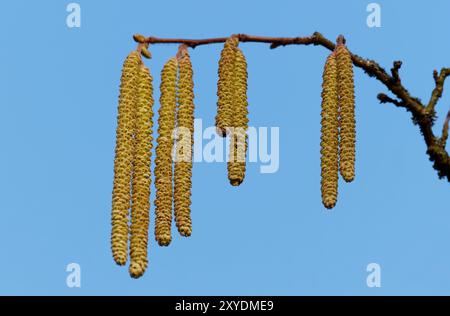 Fiore di nocciole Foto Stock