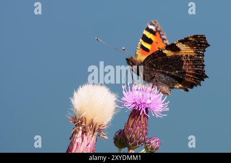 Piccola volpe sul cardo Foto Stock