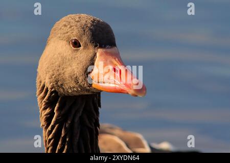 Graugans ritratto Foto Stock