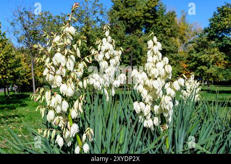 Molti delicati fiori bianchi della pianta di Yucca filamentosa, comunemente conosciuta come ago e filo di Adamo, in un giardino in una giornata estiva soleggiata, bellissimo outdo Foto Stock