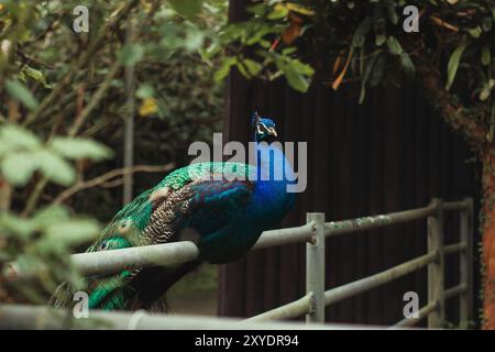 Un bellissimo pavone con splendide piume verdi e blu si trova graziosamente su una recinzione, mostrando i suoi colori vivaci in una scena serena e pittoresca. Foto Stock