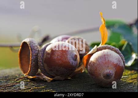 3 Acorns con foglie di quercia in autunno Foto Stock