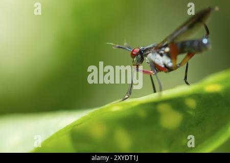 Macro, primo piano Bug sul terreno verde Foto Stock