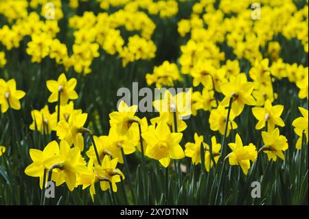 Prato pieno di narcisi in primavera Foto Stock