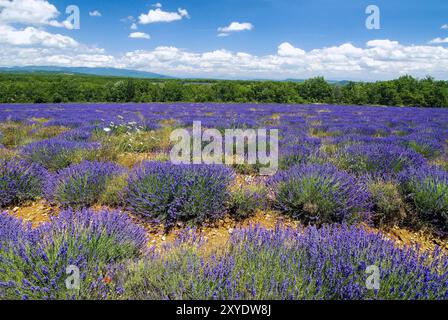 Colori della Provenza, campo di lavanda nell'altopiano vicino a Saint Christol sulla D30, Mont Ventoux sullo sfondo, Provenza-Alpi-Costa Azzurra, Sud Foto Stock