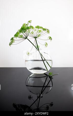 Aneto in vaso di vetro con riflesso su piastra di vetro Foto Stock
