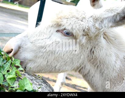 29 agosto 2024, Sassonia, Delitzsch: L'asino barocco austro-ungarico di sei settimane "Aline" cerca cibo nello zoo della città nella Sassonia settentrionale. Insieme al puledro d'asino barocco di quattro giorni "Albin", i due puledri d'asino formano l'inizio di un programma di allevamento per la razza domestica rara, molto minacciata, di cui ne sono rimaste solo poche centinaia in Europa. Le madri, la "Sissi" di quattro anni, provengono dall'arca "Alfsee" nella bassa Sassonia, mentre la "Clara" di tre anni proviene dallo zoo di Köthen in Sassonia-Anhalt. Il padre dei piccoli puledri è lo stallone d'asino "Richard" su l Foto Stock